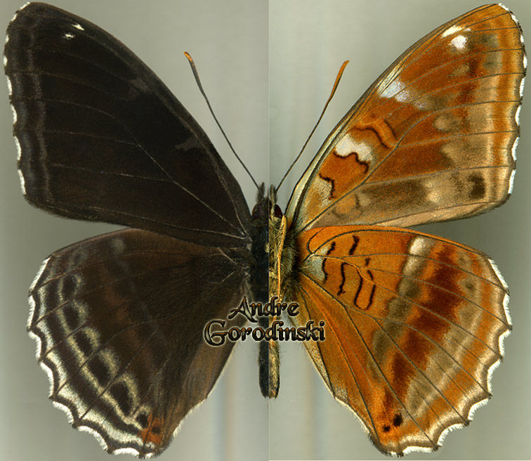 http://www.gorodinski.ru/nymphalidae/Limenitis ciocolatina.jpg